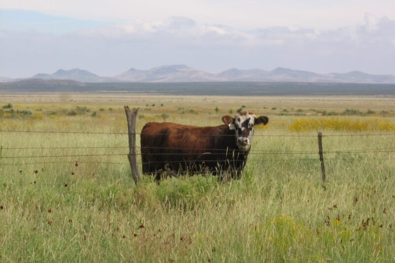 Ranch
