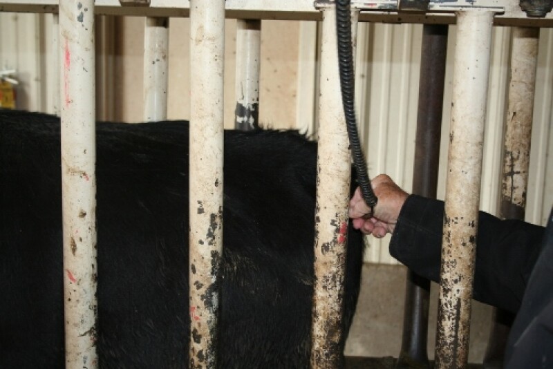 Rectal temperature can quickly indicate clinical signs of disease, but does not predict disease risk in cattle that appear healthy.