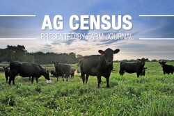 NASS reports 36% of U.S. farms have beef cows, with the average herd size 43.5 head. Smaller operations, however, are declining.