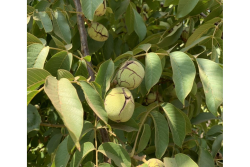 The UC Wolfskill walnut will allow growers to harvest earlier and still provide quality, yield and color of the state’s leading variety. 