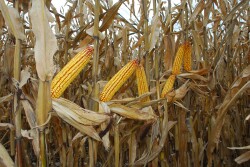 Syngenta is increasing its technology offerings for farmers. This winter will be the first time Golden Harvest farmers can automatically share harvest info.