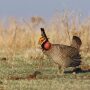 Lesser_Prairie_Chicken