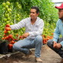 Two men inspect High Resistance by Enza Zaden varieties of tomotoes