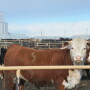BT_Hereford_Feeder_Cattle