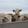 feedlot charolais