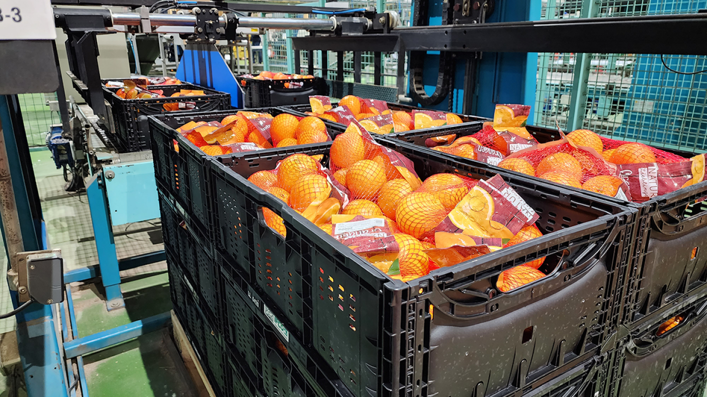 Rpc Container Broccoli RPC and pallet providers pursue innovations and improvements - The Packer