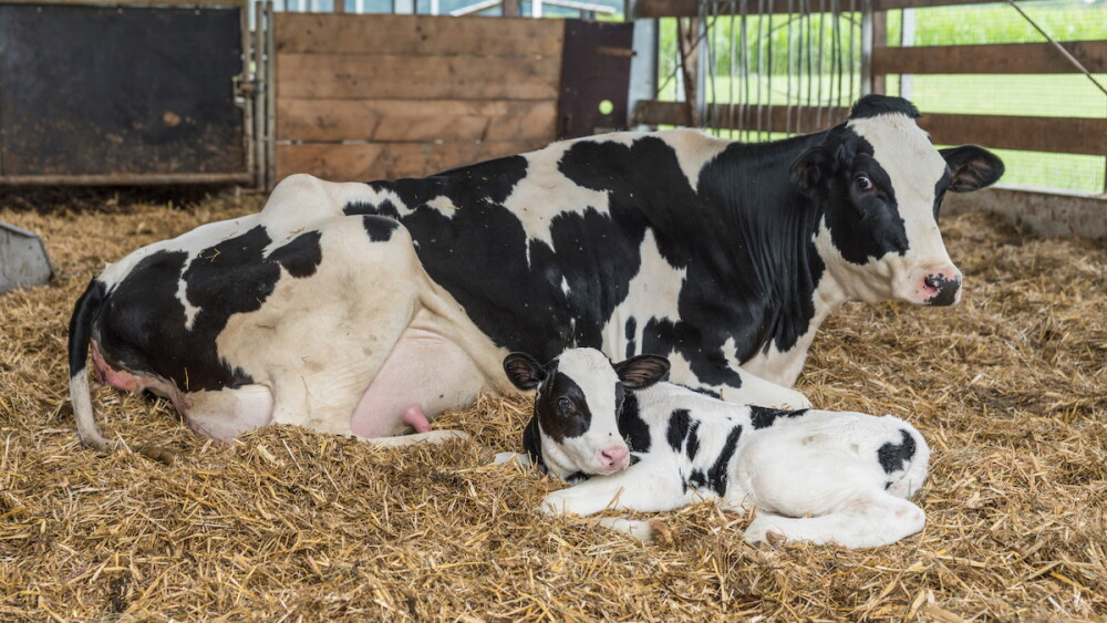 Fresh Cow 
