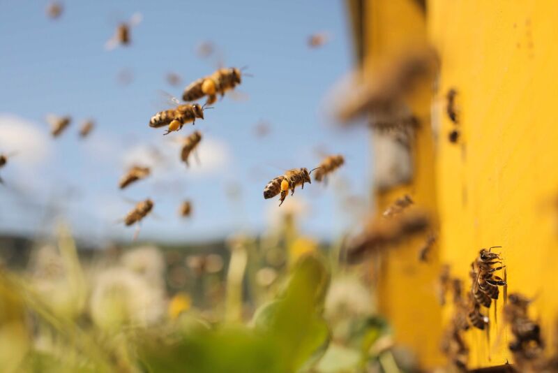 Bees headed to the hive