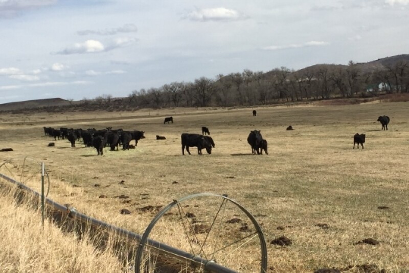 Given the right conditions, localized outbreaks can cause sudden death loss in cattle and a disease threat for producers and veterinarians. 