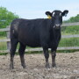 BT_Replacement_Heifer