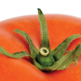  Seed companies are making progress toward developing varieties resistant to the Tomato Brown Rugose Fruit Virus (ToBRFV).
