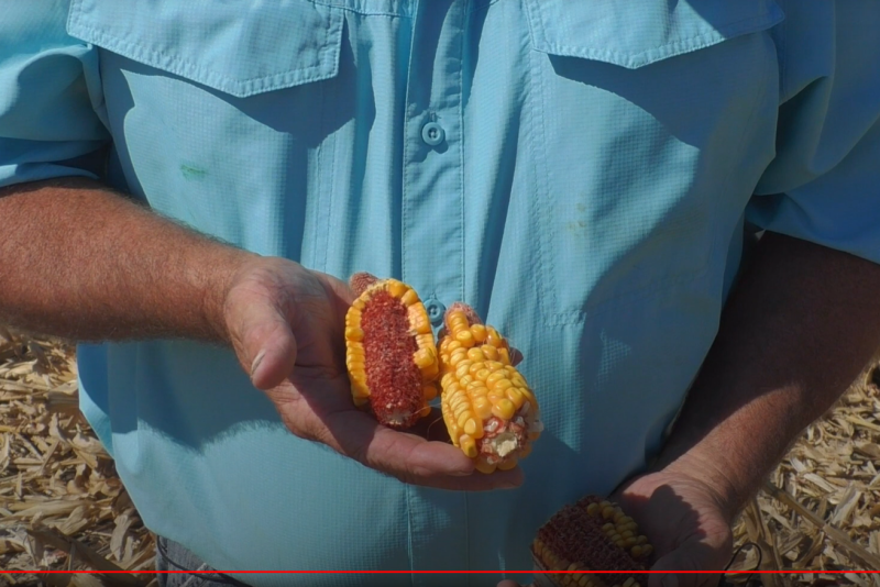 “I’ve seen some fields with 20-bu. per acre corn that wasn’t getting picked up. We’re leaving too much corn on the cob,” says Ken Ferrie, Farm Journal Field Agronomist and owner of Crop-Tech Consulting, Heyworth, Ill.