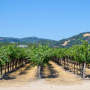Sonoma vineyard