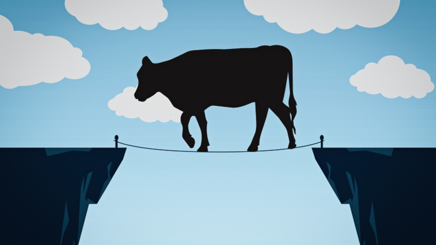 The Balancing Act Behind Beef-on-Dairy Carcass Size