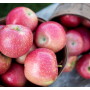 MAIA Summerset apple variety