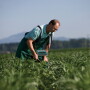 Syngenta Group was recently formed to consolidate several entities.