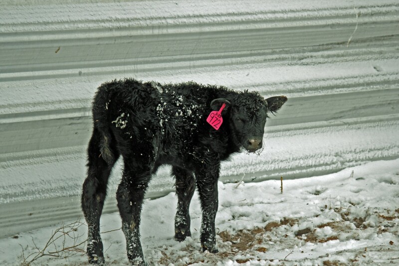 In cold and windy situations, protection for livestock will reduce cold stress and aid in calving success and energy requirements. 
