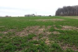 Winterkill and wet weather have made it difficult to harvest high quality forages this spring.