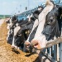HotCows_0.jpg