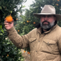 A man in a light tan stetson hat and tan jacket reaches out to grab a navel orange on a tree branch.