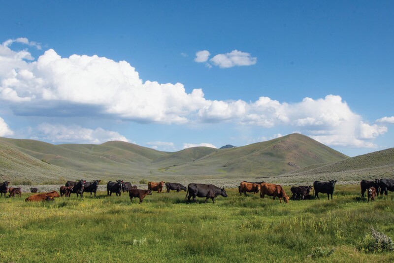 Idaho Ranch