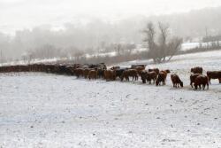Padlock_Ranch