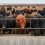 Settje-Cattle_840x600.jpg