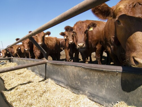 NAHMS Feedlot