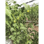 Calavo-shade-house-romas-2_0.gif