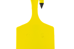 V2_Feedlot_Yellow.png