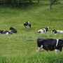 DT_Germany_Dairy_Cows_Grazing