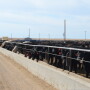 BT_Feedlot_Cattle
