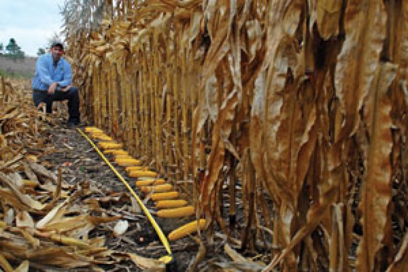 corn countdown