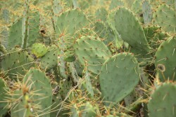 Beef producers don’t look kindly on cattle rustlers. So, it’s no surprise they don’t like uncontrolled pricklypear cactus growth robbing them blind of prime grazing lands.
