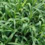 crabgrass.jpg