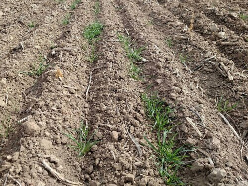 winter_wheat.jpg