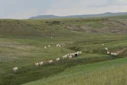 Most of cattle country has had abundant to excessive moisture this year—as evident from my travels from Oklahoma to Montana. 