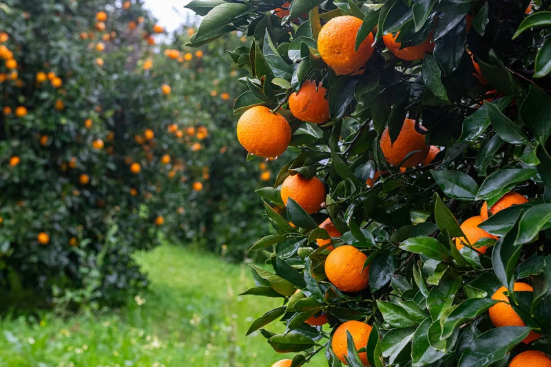 Citrus oranges