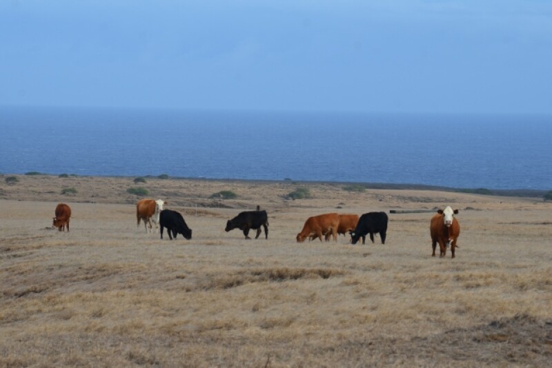 BT_Hawaii_Drought_Cattle