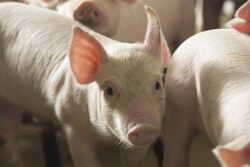 Pig