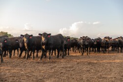 Shaw Feedyard