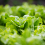 Lettuce in CEA, greenhouse