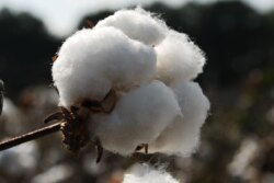 ICE cotton futures rose to their highest in nearly a week on Tuesday, propelled by fears of damage to the natural fiber crop in the delta region due to heavy rains.