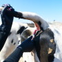 Barb Peterson Sunrise Veterinary Services by Dylan Voyles - blood sampling dairy cows for H5N1 avain flu near Amarillo Texas 05-01-2024 blood sample syringe needle 