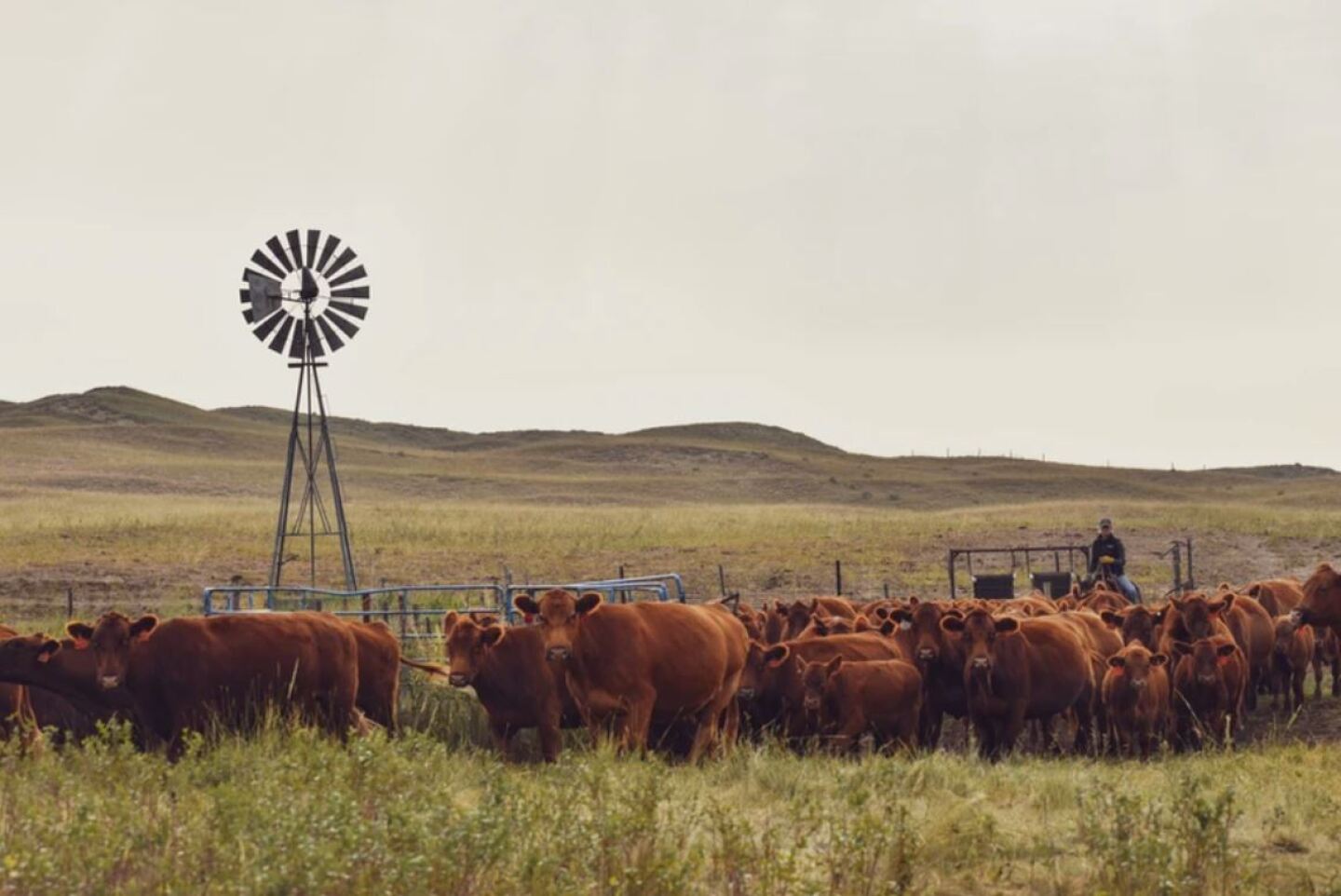Wilson.cows_.JPG