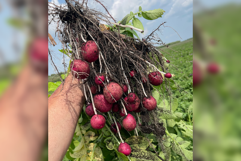 red potatoes harvested in field, held by hand