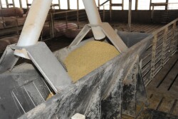 With research confirming that swine viruses can be transmitted through feed and feedstuffs, new studies are looking at how to prevent the spread of foreign animal diseases