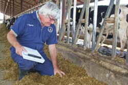 cow comfort1