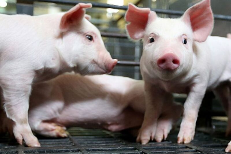 Pigs at Purdue University
