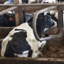 DT_Tail_Docked_Cow